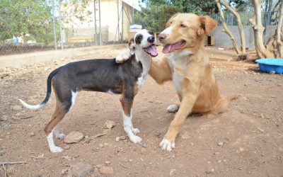 L’associació Engrescats Terres de l’Ebre assumeix el servei de recollida d’animals de la Ràpita