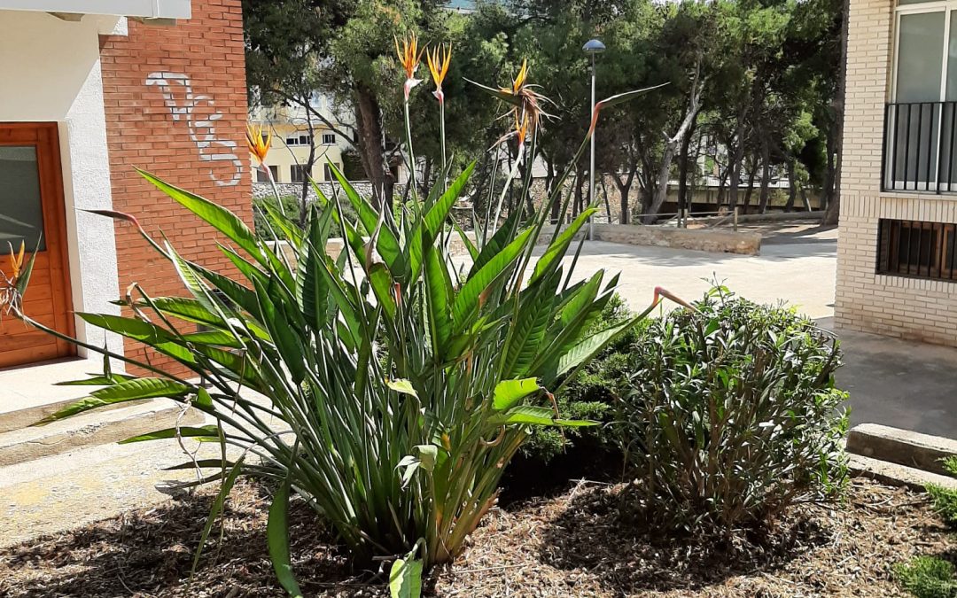 La secció de Parcs i Jardins de la Brigada Municipal de la Ràpita segueix millorant les zones verdes del municipi