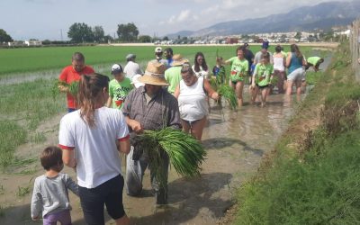 La festa de la plantada de l’arròs arriba aquest cap de setmana a la Ràpita