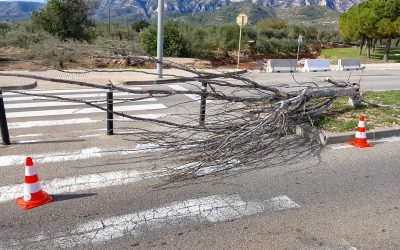 L’Ajuntament de la Ràpita gestiona prop de 50 incidències durant l’episodi de vent intens i activa un dispositiu especial de quatre dies